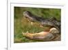 Alligator-DLILLC-Framed Photographic Print