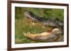 Alligator-DLILLC-Framed Photographic Print