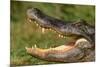 Alligator-DLILLC-Mounted Photographic Print