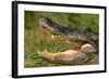 Alligator-DLILLC-Framed Photographic Print