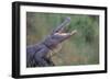 Alligator-DLILLC-Framed Photographic Print