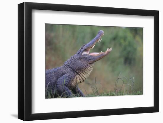 Alligator-DLILLC-Framed Photographic Print