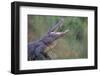 Alligator-DLILLC-Framed Photographic Print