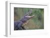 Alligator-DLILLC-Framed Photographic Print