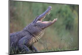 Alligator-DLILLC-Mounted Photographic Print