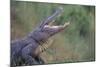 Alligator-DLILLC-Mounted Photographic Print