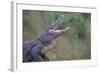 Alligator-DLILLC-Framed Photographic Print