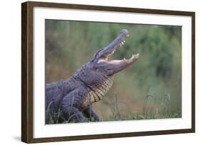 Alligator-DLILLC-Framed Photographic Print