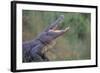 Alligator-DLILLC-Framed Photographic Print