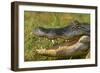 Alligator-DLILLC-Framed Photographic Print