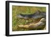 Alligator-DLILLC-Framed Photographic Print