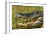 Alligator-DLILLC-Framed Photographic Print