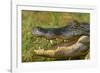 Alligator-DLILLC-Framed Photographic Print