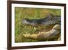 Alligator-DLILLC-Framed Photographic Print