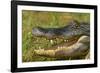 Alligator-DLILLC-Framed Photographic Print