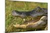 Alligator-DLILLC-Mounted Photographic Print