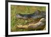 Alligator-DLILLC-Framed Photographic Print