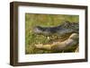 Alligator-DLILLC-Framed Photographic Print