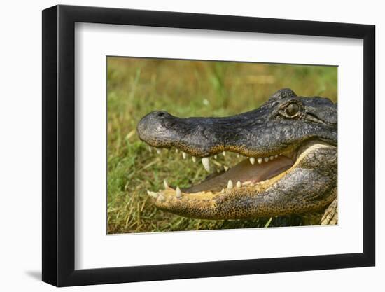 Alligator-DLILLC-Framed Photographic Print