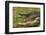 Alligator-DLILLC-Framed Photographic Print