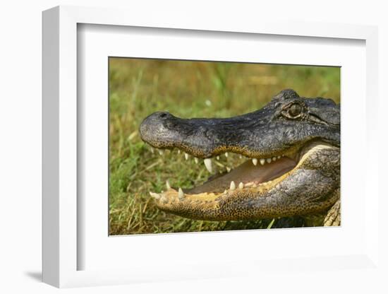 Alligator-DLILLC-Framed Photographic Print