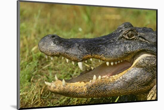 Alligator-DLILLC-Mounted Photographic Print