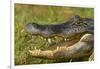 Alligator-DLILLC-Framed Photographic Print