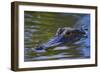 Alligator-null-Framed Photographic Print