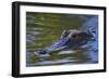 Alligator-null-Framed Photographic Print