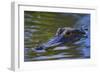 Alligator-null-Framed Photographic Print