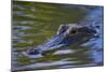 Alligator-null-Mounted Photographic Print