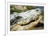 Alligator-null-Framed Photographic Print