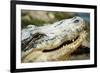 Alligator-null-Framed Photographic Print