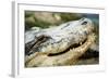 Alligator-null-Framed Photographic Print