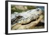 Alligator-null-Framed Photographic Print