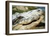 Alligator-null-Framed Photographic Print