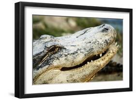 Alligator-null-Framed Photographic Print