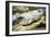 Alligator-null-Framed Photographic Print