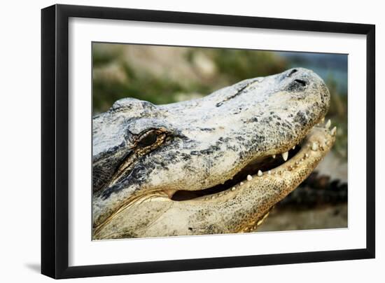 Alligator-null-Framed Photographic Print