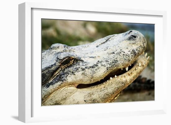 Alligator-null-Framed Photographic Print