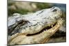 Alligator-null-Mounted Photographic Print