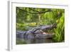 Alligator-Dennis Goodman-Framed Photographic Print