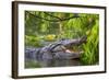 Alligator-Dennis Goodman-Framed Photographic Print