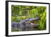 Alligator-Dennis Goodman-Framed Photographic Print