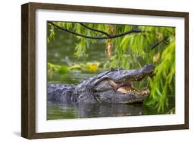 Alligator-Dennis Goodman-Framed Photographic Print