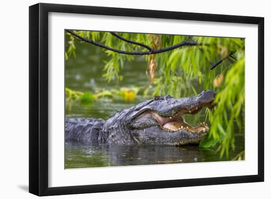 Alligator-Dennis Goodman-Framed Photographic Print