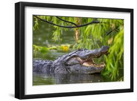 Alligator-Dennis Goodman-Framed Photographic Print