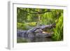 Alligator-Dennis Goodman-Framed Photographic Print