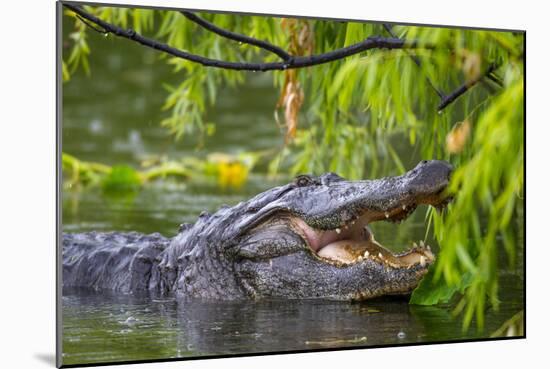Alligator-Dennis Goodman-Mounted Photographic Print