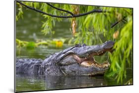 Alligator-Dennis Goodman-Mounted Photographic Print